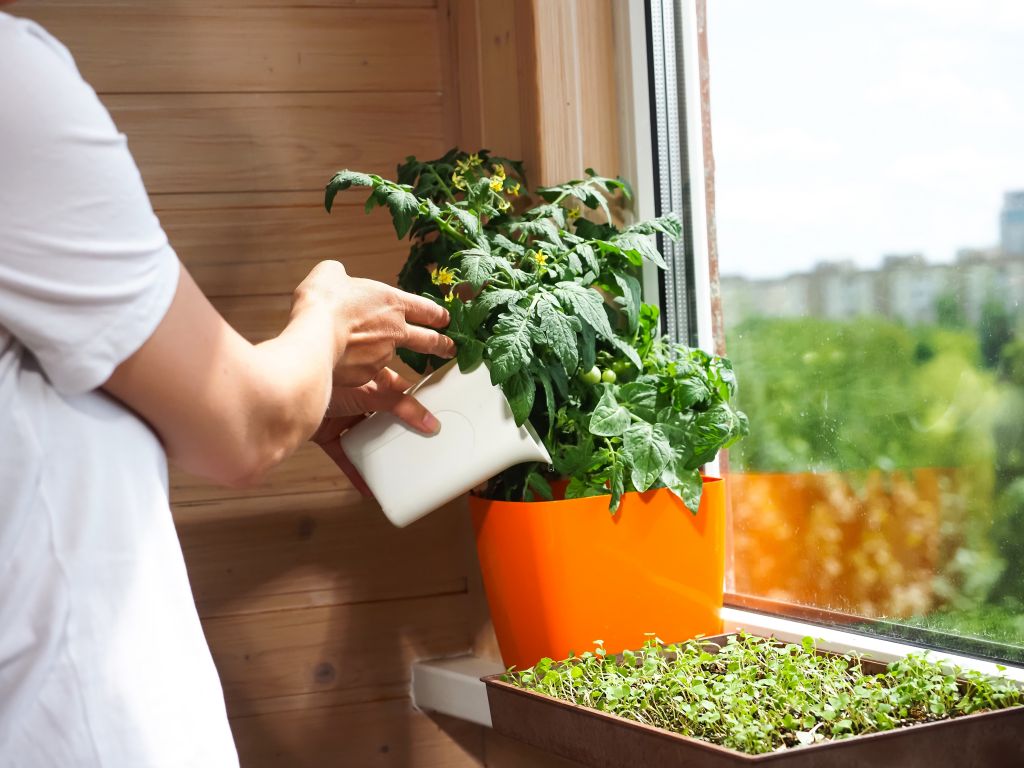 a woman waters dwarf cherry tomatoes and micro greens
