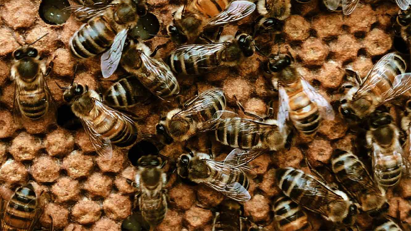 close up of bees swarming