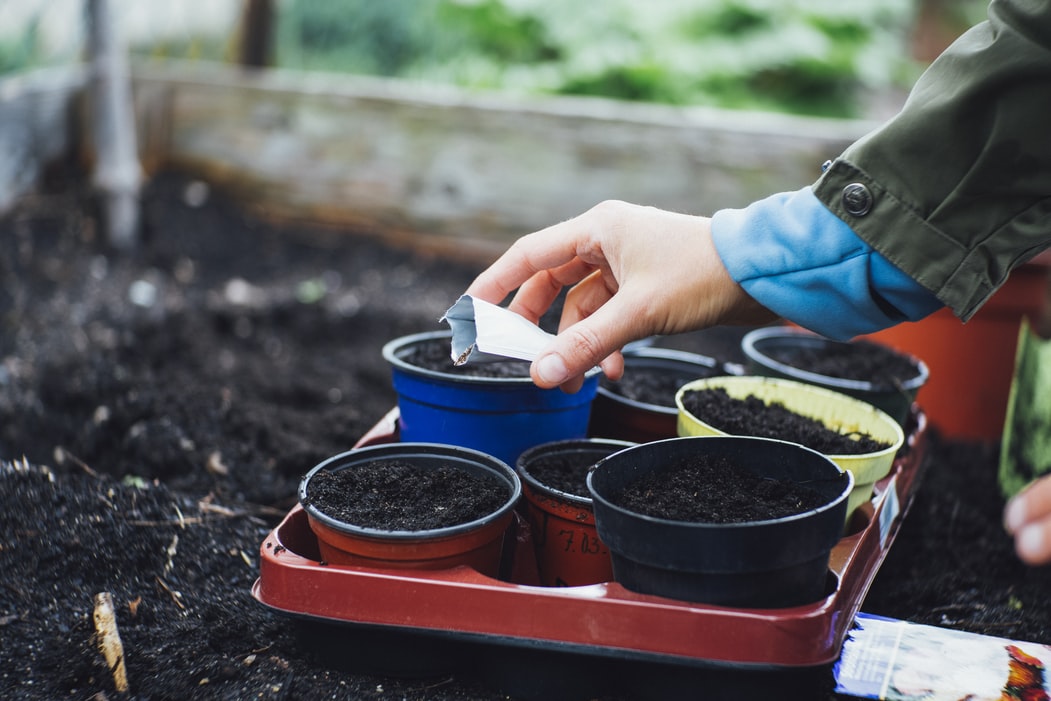 a woman's hand putting seedlings into potting containers filled with soil