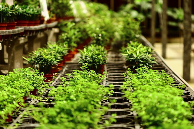 micro-herbs lined up in a row inside pots