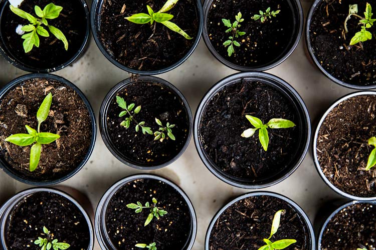 plastic pots filled with seedlings