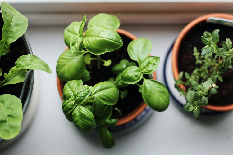 terracotta pot with herbs inside