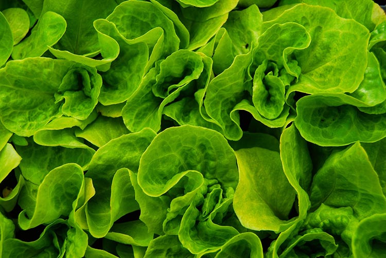 a close up of cos lettuce