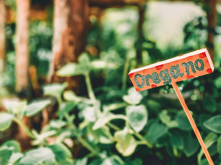 a sign sitting inside a herb garden filled with oregano with the word oregano painted on it