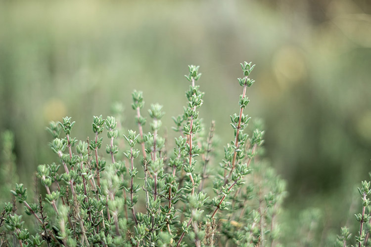 thyme sitting in a field