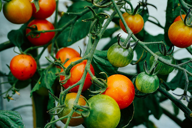 tomatoes on a vine