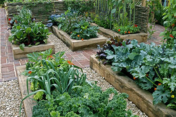 vegetable gardens filled with fresh veggies and herbs