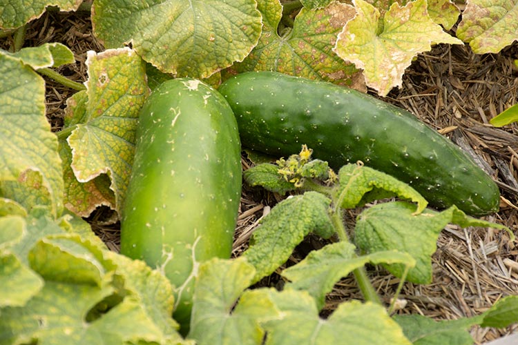 two cucumbers sitting together on the ground