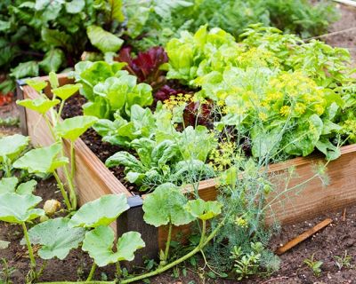 a vegetable garden filled with veggies and salad
