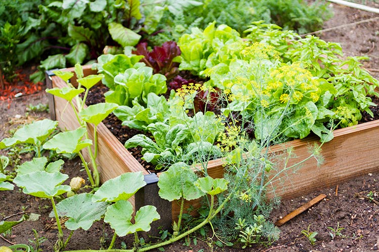 a vegetable garden filled with veggies and salad