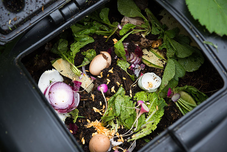 food scraps sitting in a waste caddy