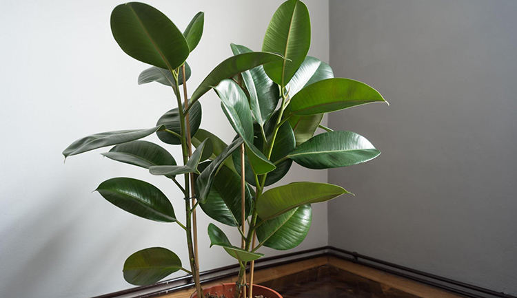 a close up photo of rubber plant leaves