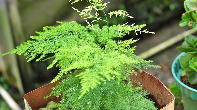 a close up photo of an asparagus fern inside a rustic style pot