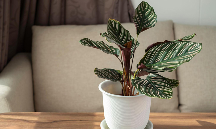 a calathea ornata plant sitting in a white pot on a wooden table