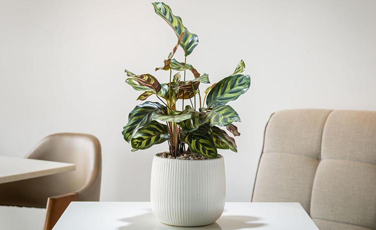 a peacock plant sitting in a white vase