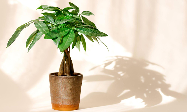 a money tree plant in a pot