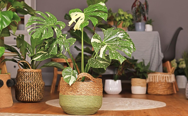 a monstera plant sitting in a wicker basket in a living room