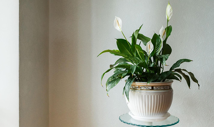 a peace lily plant in a white pot sitting on a glass table