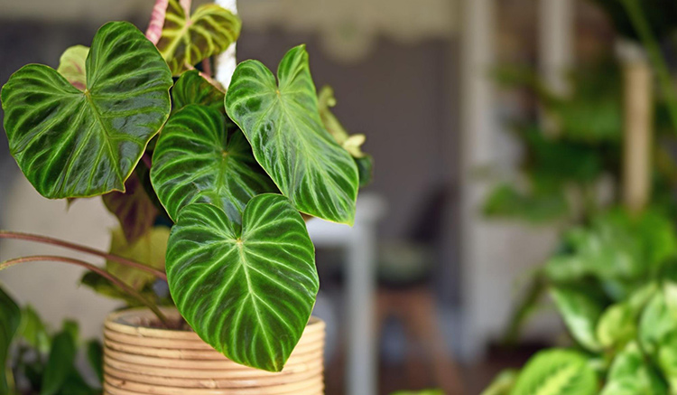 the philodendron plant sitting in a wicker basket
