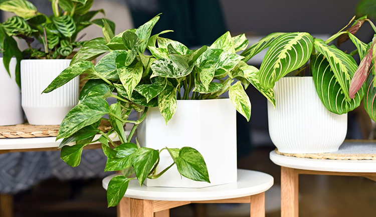 a photos plant sitting in a whit pot next to other plants