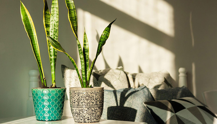 two pot plants with snake plants in them sitting on a table