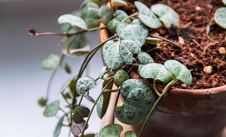 a close up photo of string of hearts plant