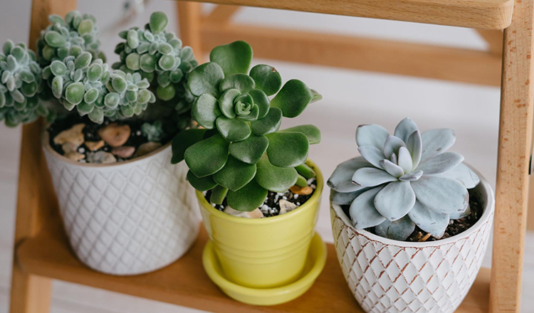 three succulents sitting in a row together