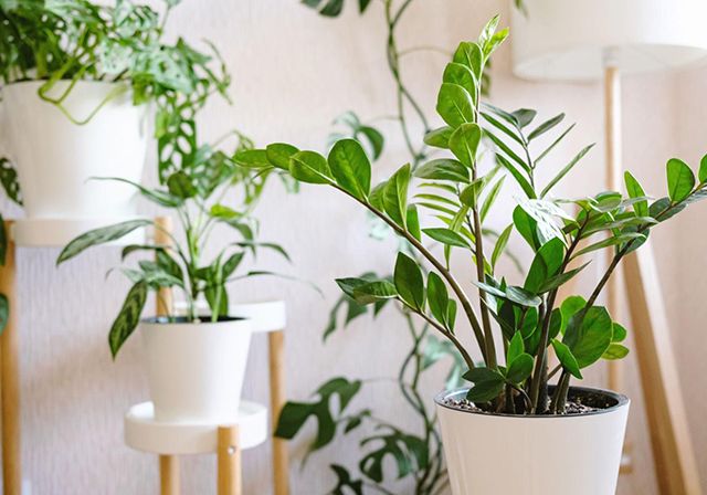 A zamioclcas zamifolia plant sitting in a white pot in a living room with various other plants