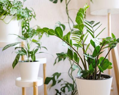 A zamioclcas zamifolia plant sitting in a white pot in a living room with various other plants
