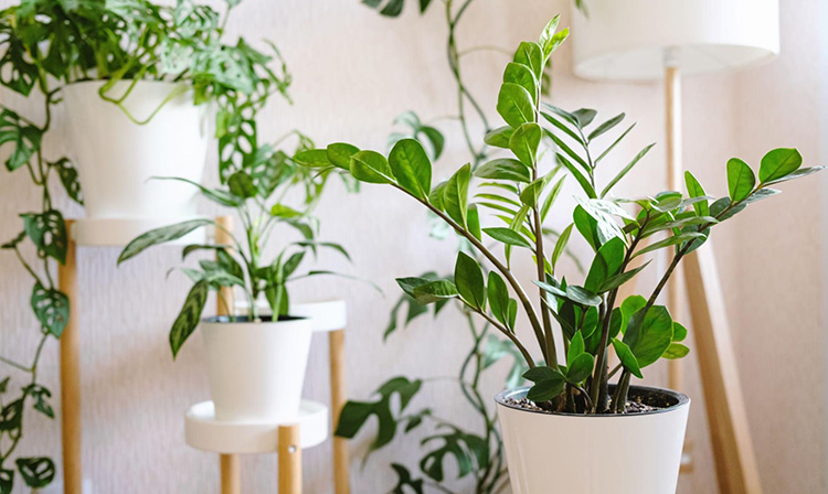 A zamioclcas zamifolia plant sitting in a white pot in a living room with various other plants