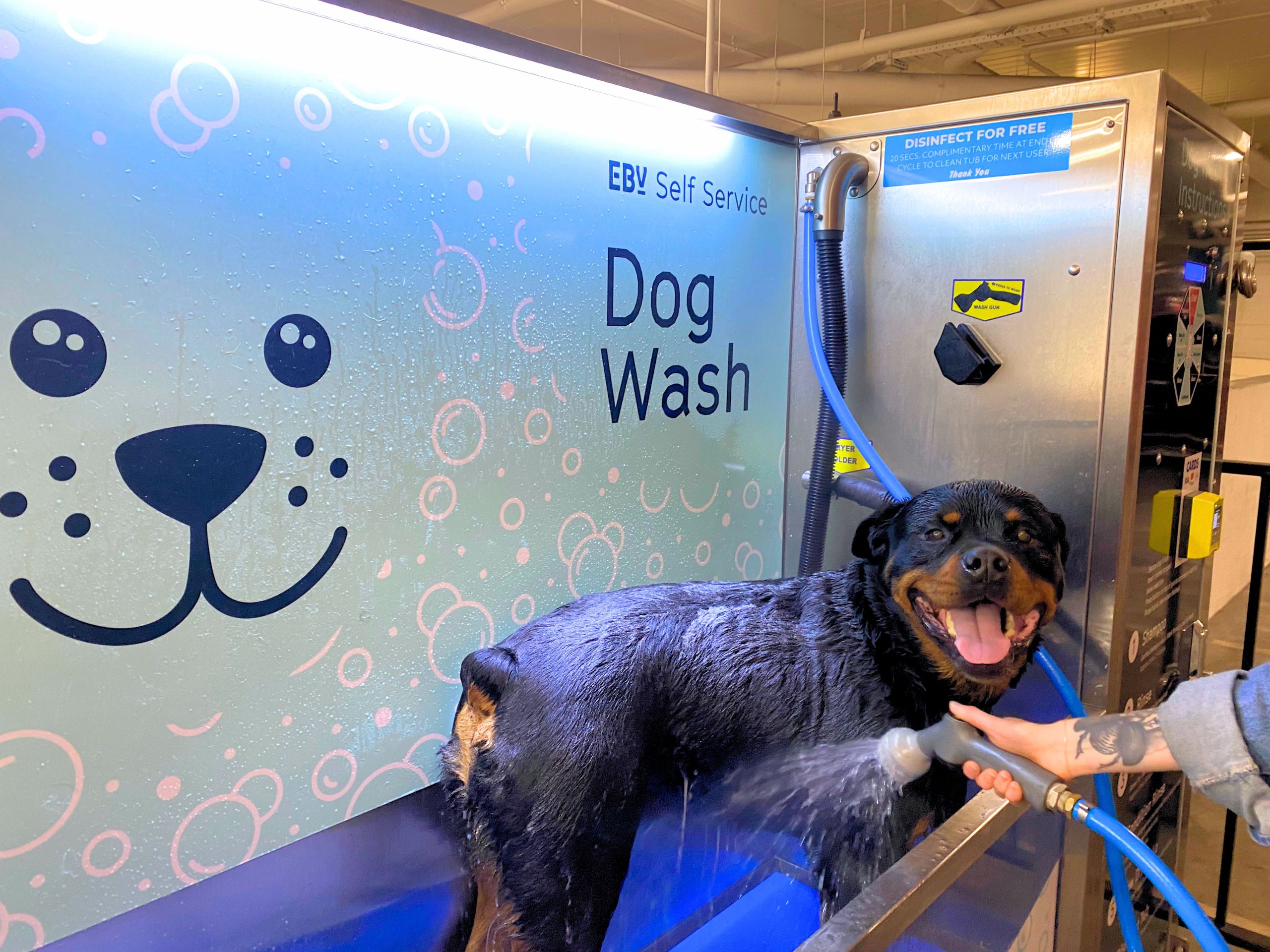 a close up of a puppy in the dog wash